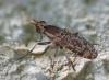 Euthycera alaris